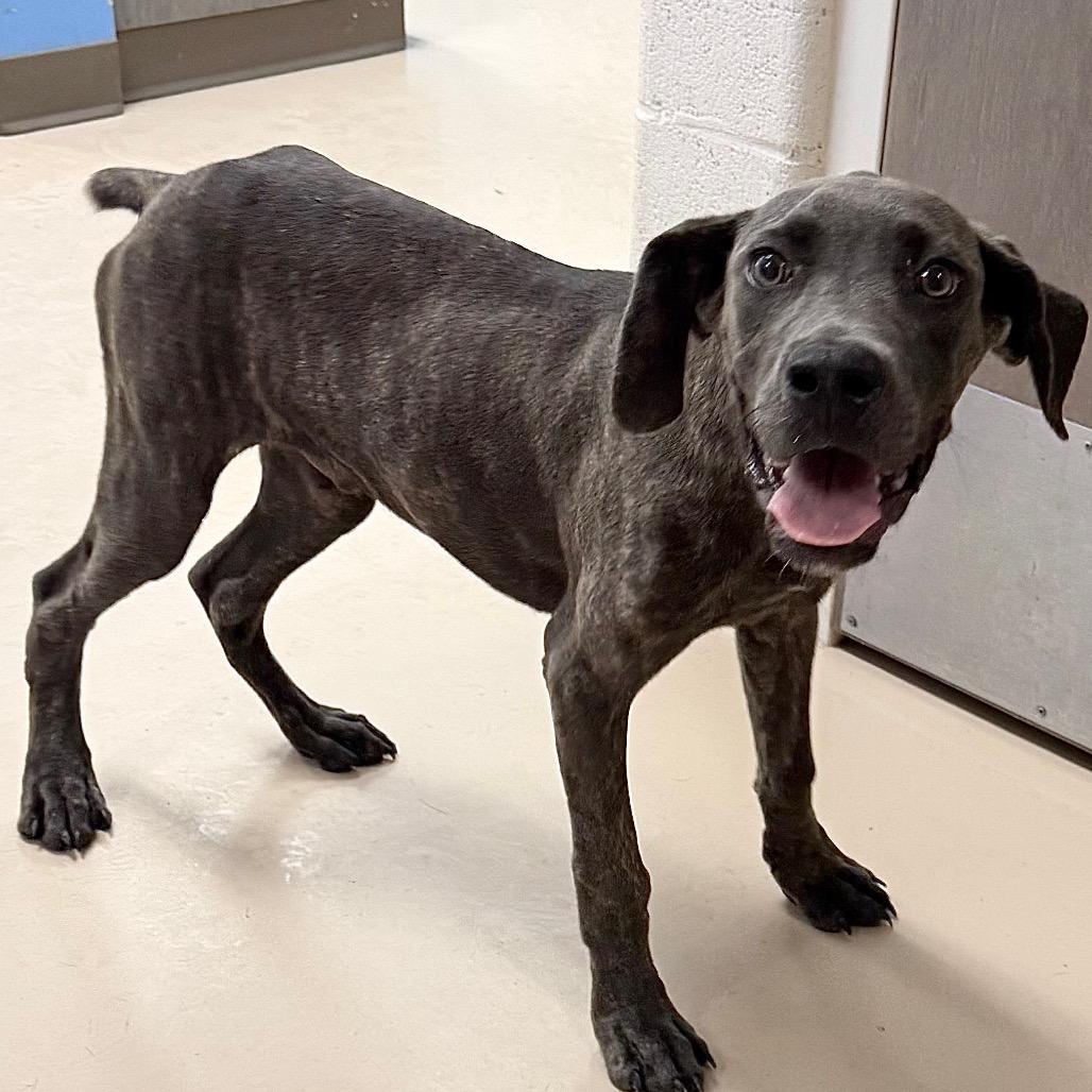 Enlarge Matty, a Adoptable mixed breed in Pine Bluff, AR image 2/3