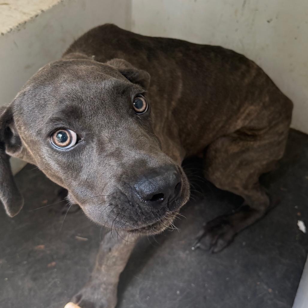 Enlarge Matty, a Adoptable mixed breed in Pine Bluff, AR image 3/3