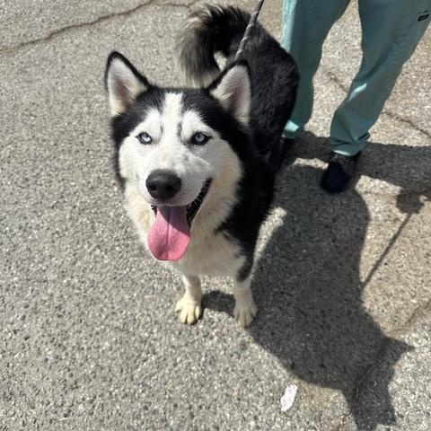 Meet Habeas – A True Survivor Ready for His Forever Home