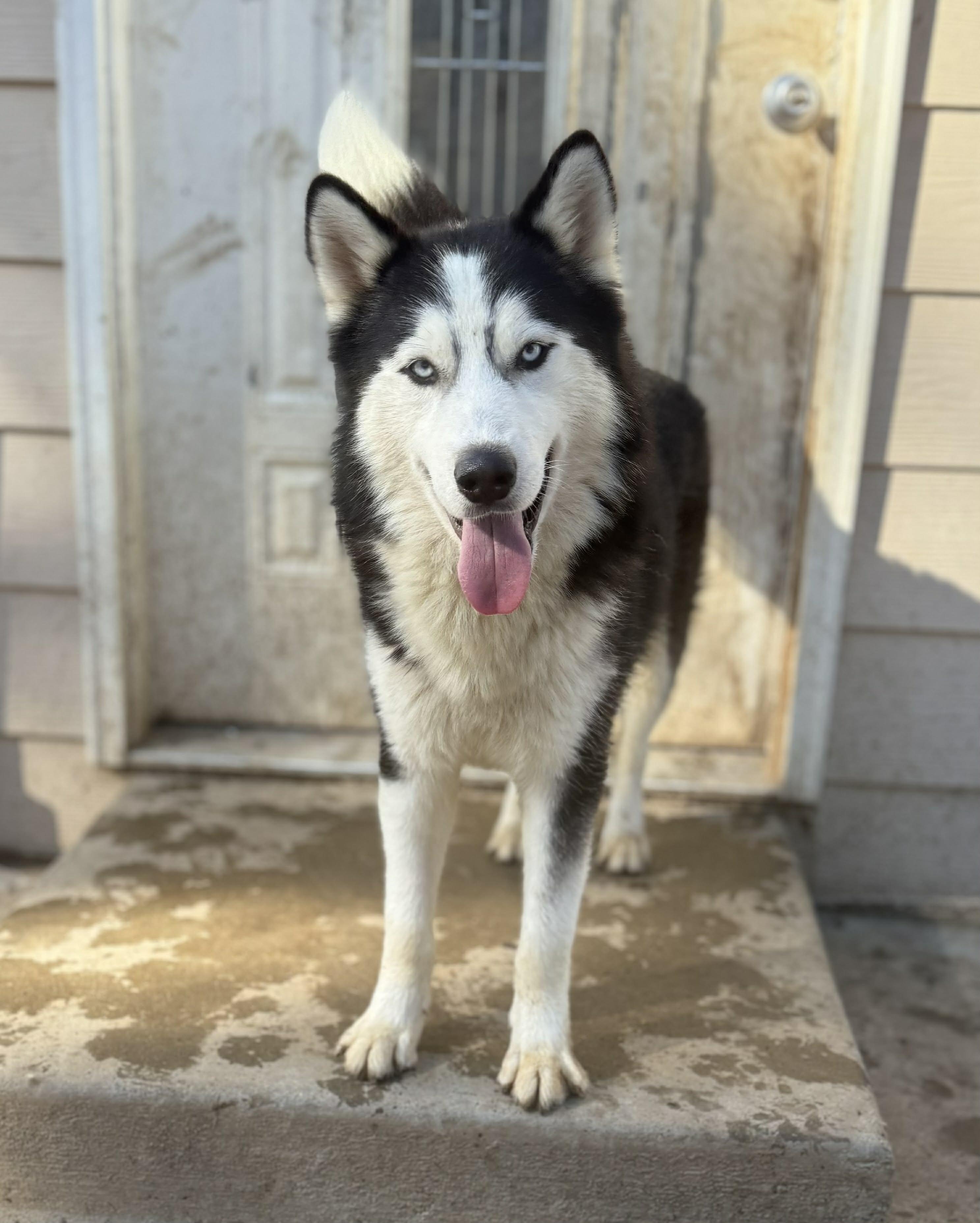 Meet Habeas – A True Survivor Ready for His Forever Home, a Adoptable Siberian Husky in San Bernardino, CA image 1/6
