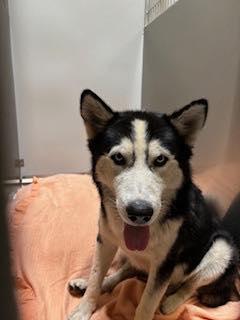 Meet Habeas – A True Survivor Ready for His Forever Home