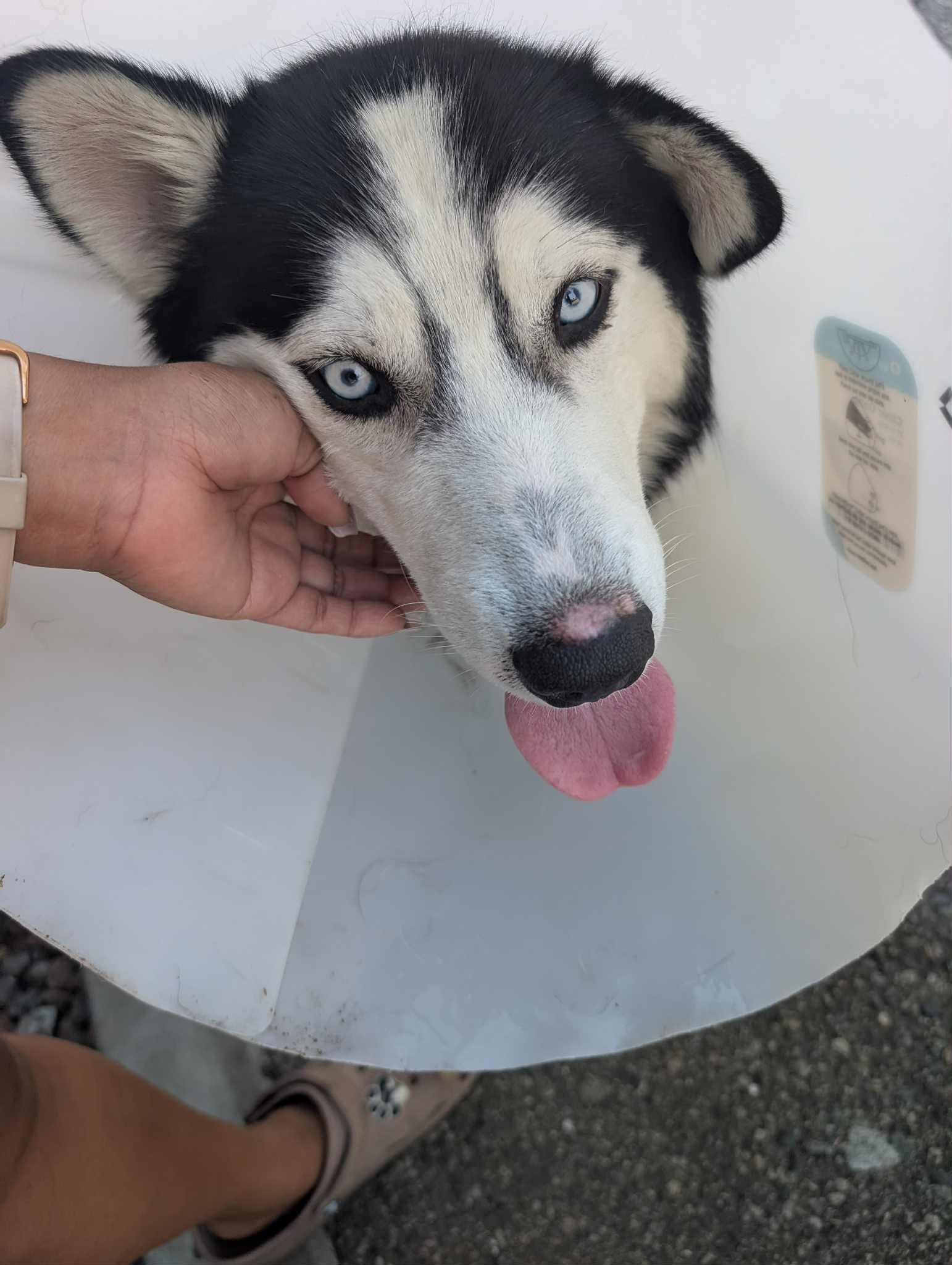 Meet Habeas – A True Survivor Ready for His Forever Home