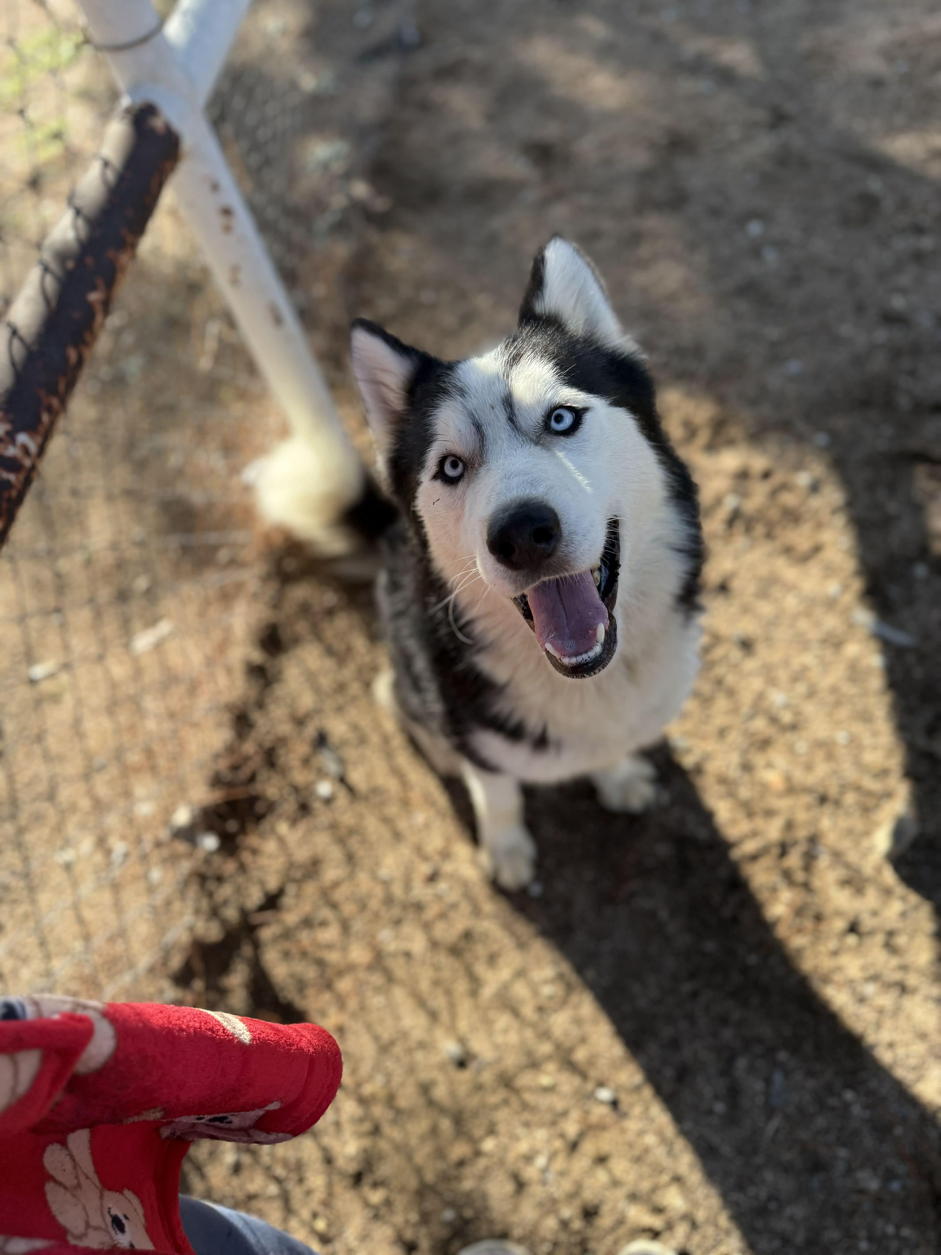 Meet Habeas – A True Survivor Ready for His Forever Home, a Adoptable Siberian Husky in San Bernardino, CA image 5/6