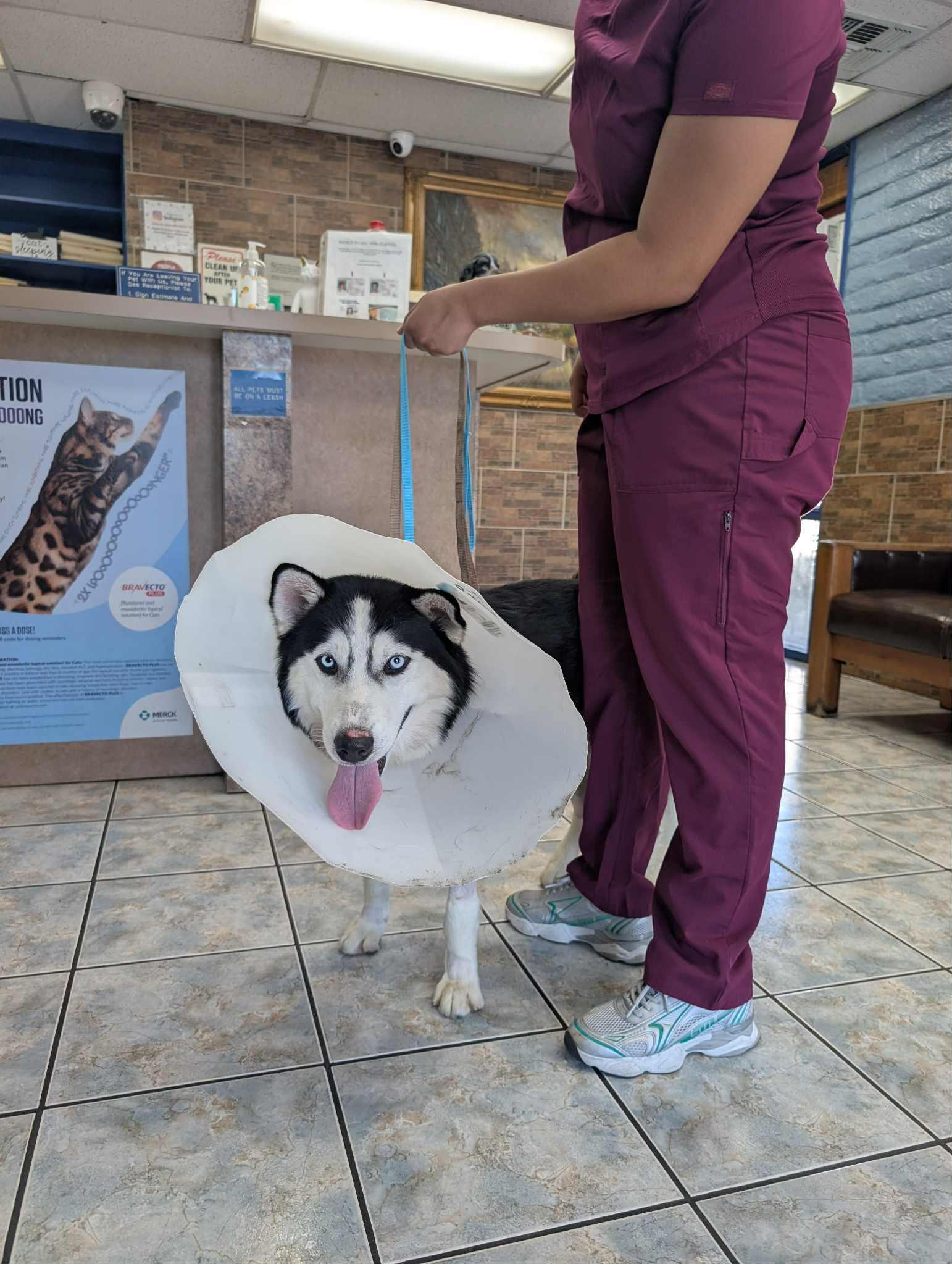 Meet Habeas – A True Survivor Ready for His Forever Home