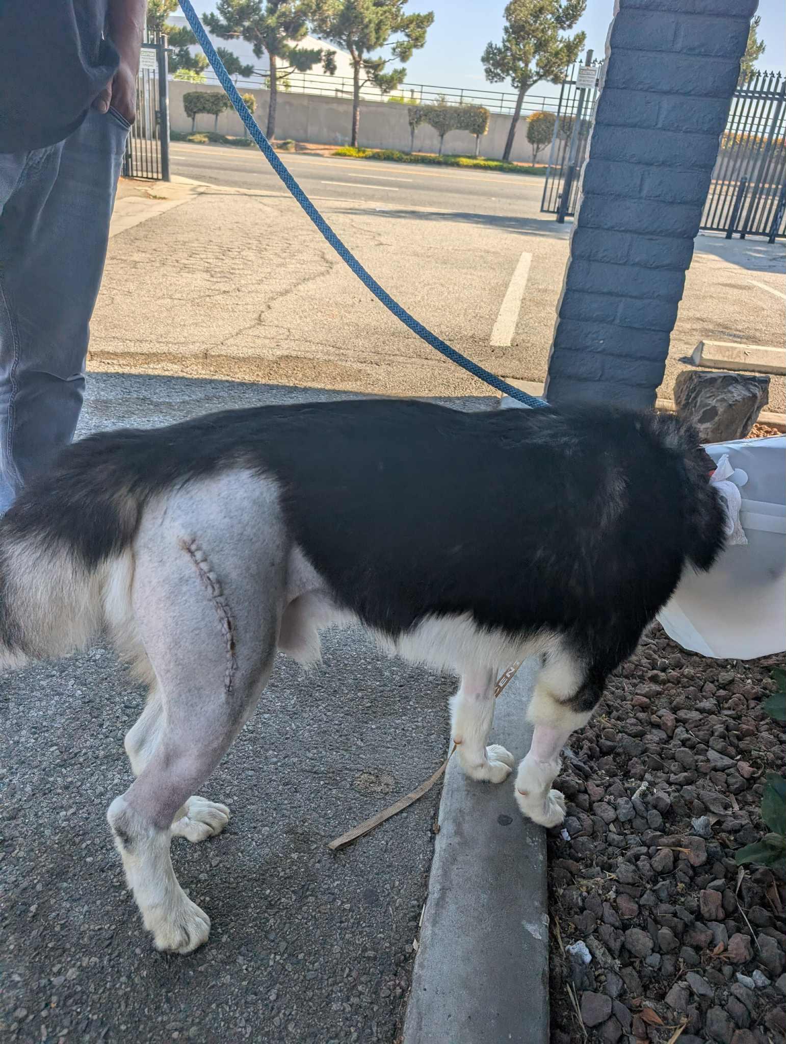 Meet Habeas – A True Survivor Ready for His Forever Home