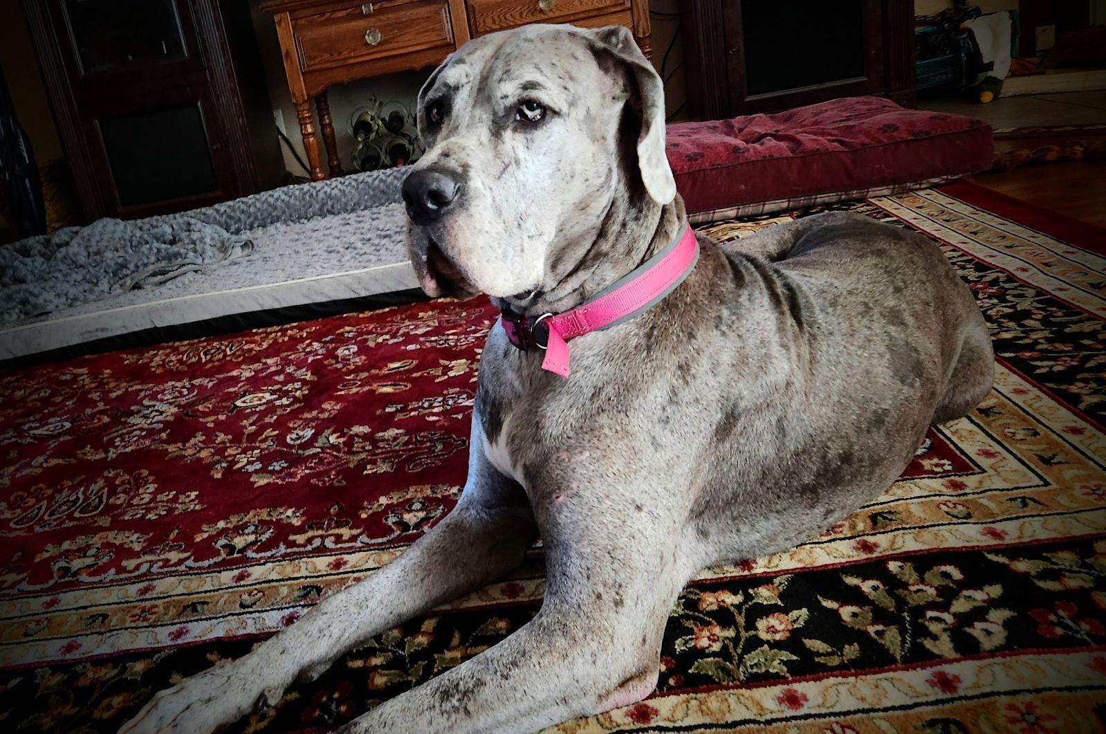 Enlarge Skyla, a Adoptable Great Dane in Austin, TX image 1/3