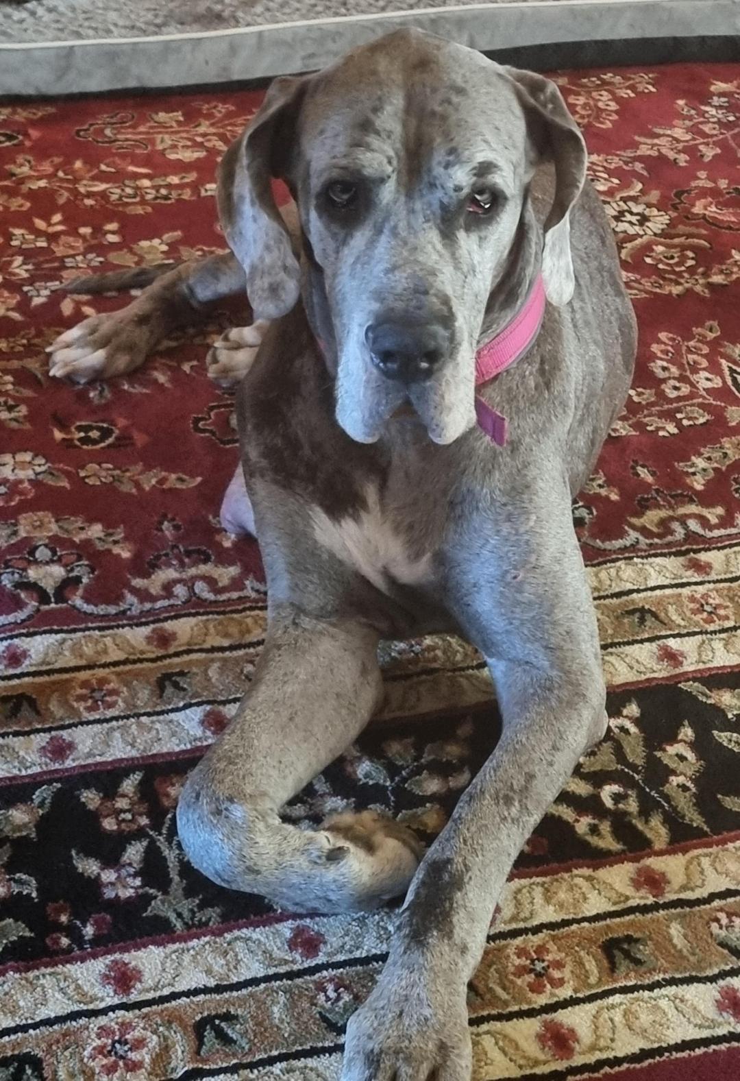 Enlarge Skyla, a Adoptable Great Dane in Austin, TX image 2/3