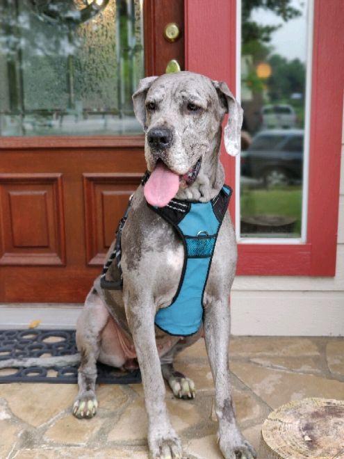 Enlarge Skyla, a Adoptable Great Dane in Austin, TX image 3/3