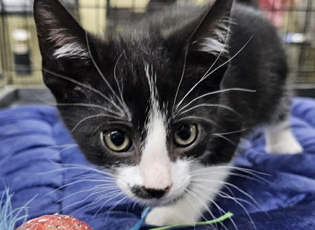 Gary, Young Male Domestic Short Hair