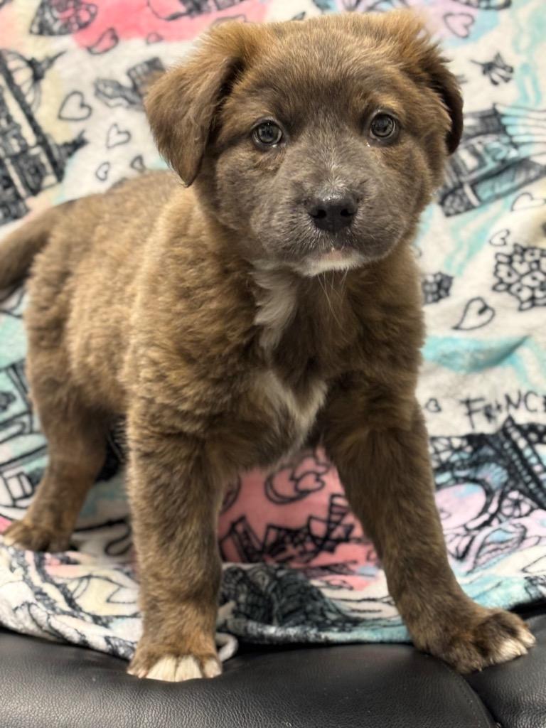 Chewy, Adoptable, Puppy Male Affenpinscher & Mixed Breed.