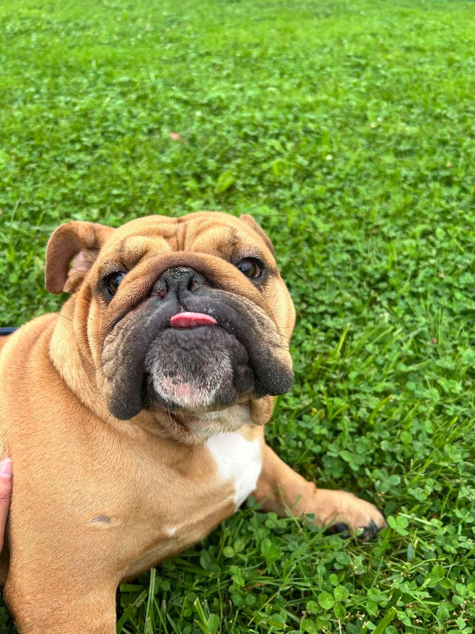 Enlarge Penny, a Adoptable English Bulldog in Brunswick, OH image 5/6
