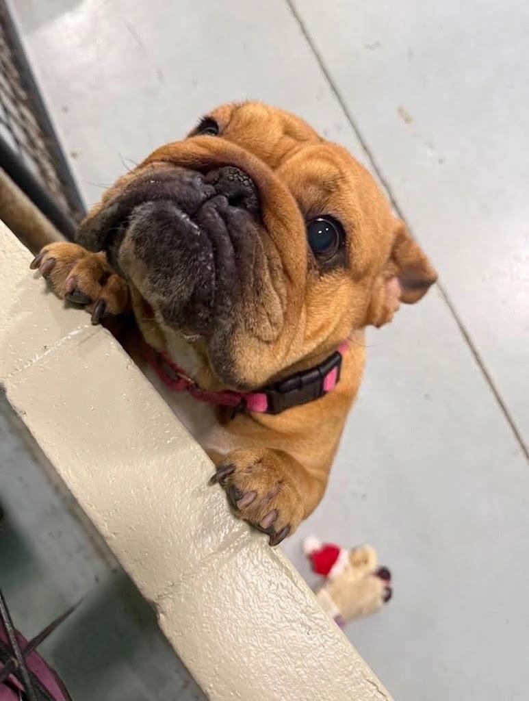 Enlarge Penny, a Adoptable English Bulldog in Brunswick, OH image 4/6