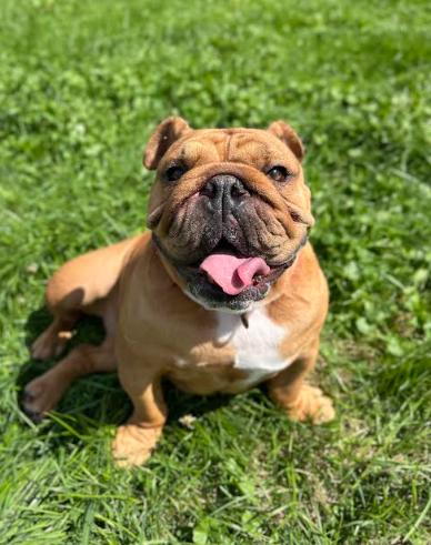 Enlarge Penny, a Adoptable English Bulldog in Brunswick, OH image 2/6