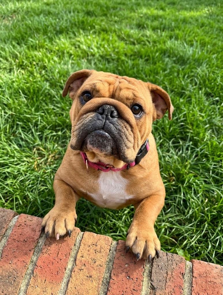Enlarge Penny, a Adoptable English Bulldog in Brunswick, OH image 3/6