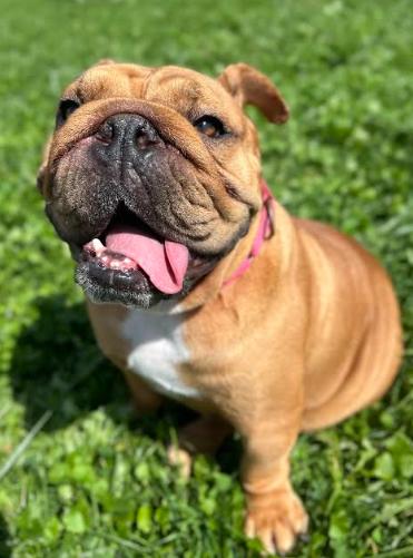 Penny, Adoptable, Young Female English Bulldog.