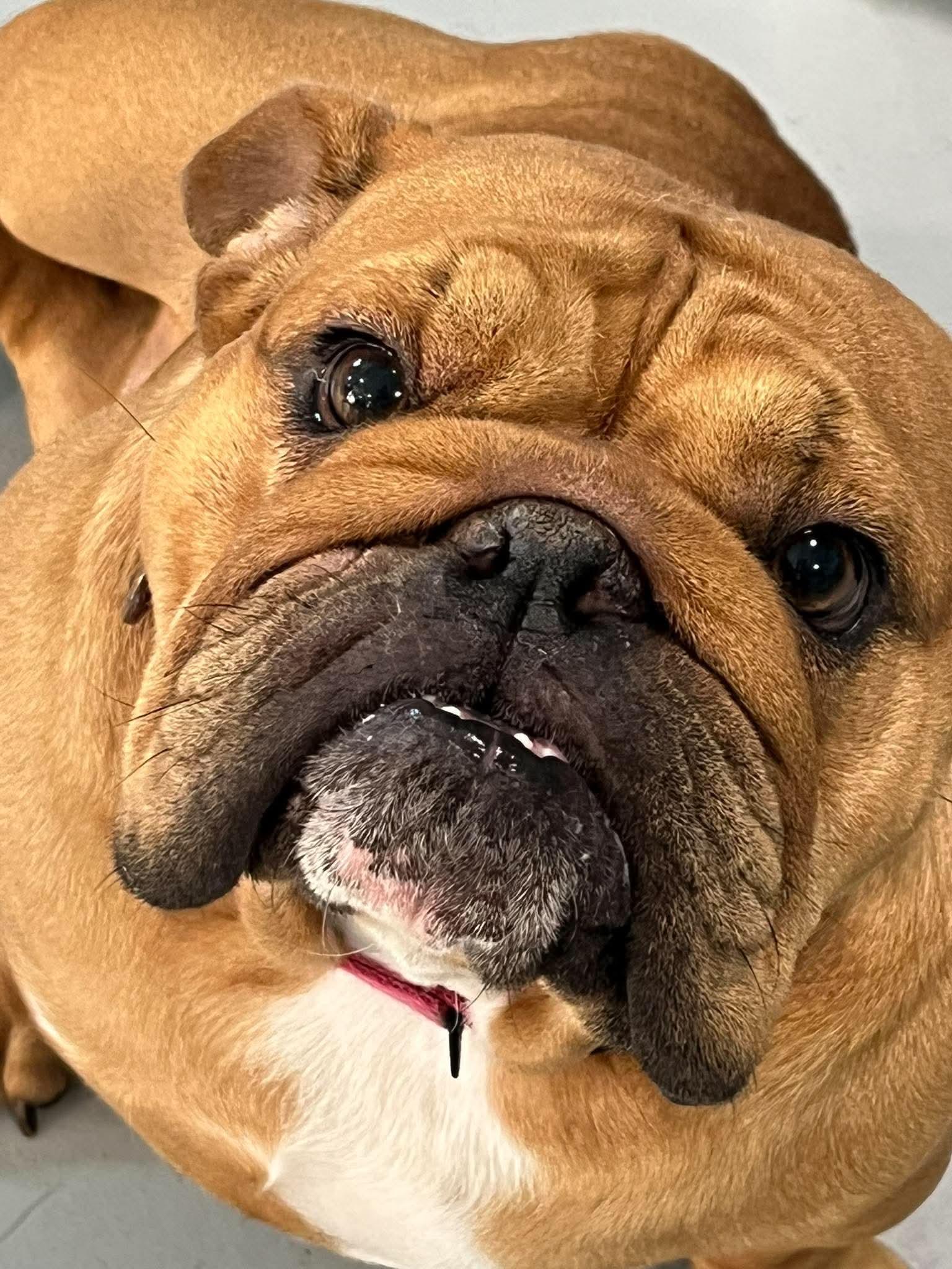 Enlarge Penny, a Adoptable English Bulldog in Brunswick, OH image 6/6