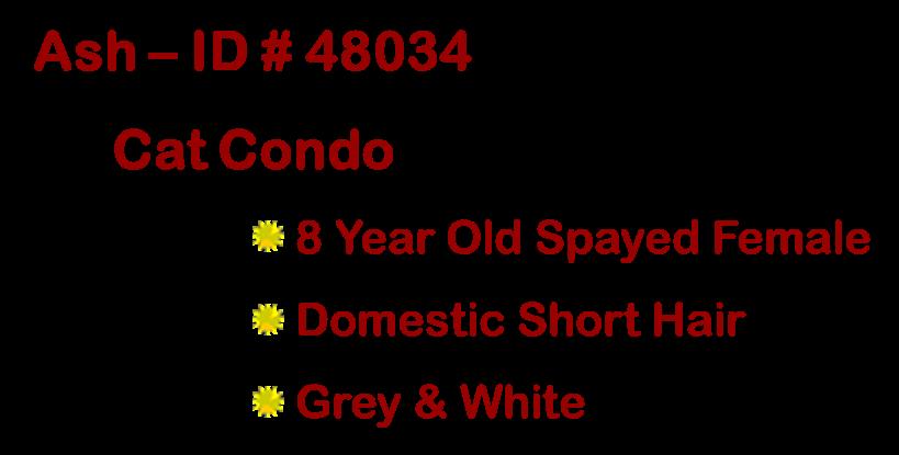 Enlarge Shortround, a ADOPTABLE Domestic Short Hair in Suffolk, VA image 1/4