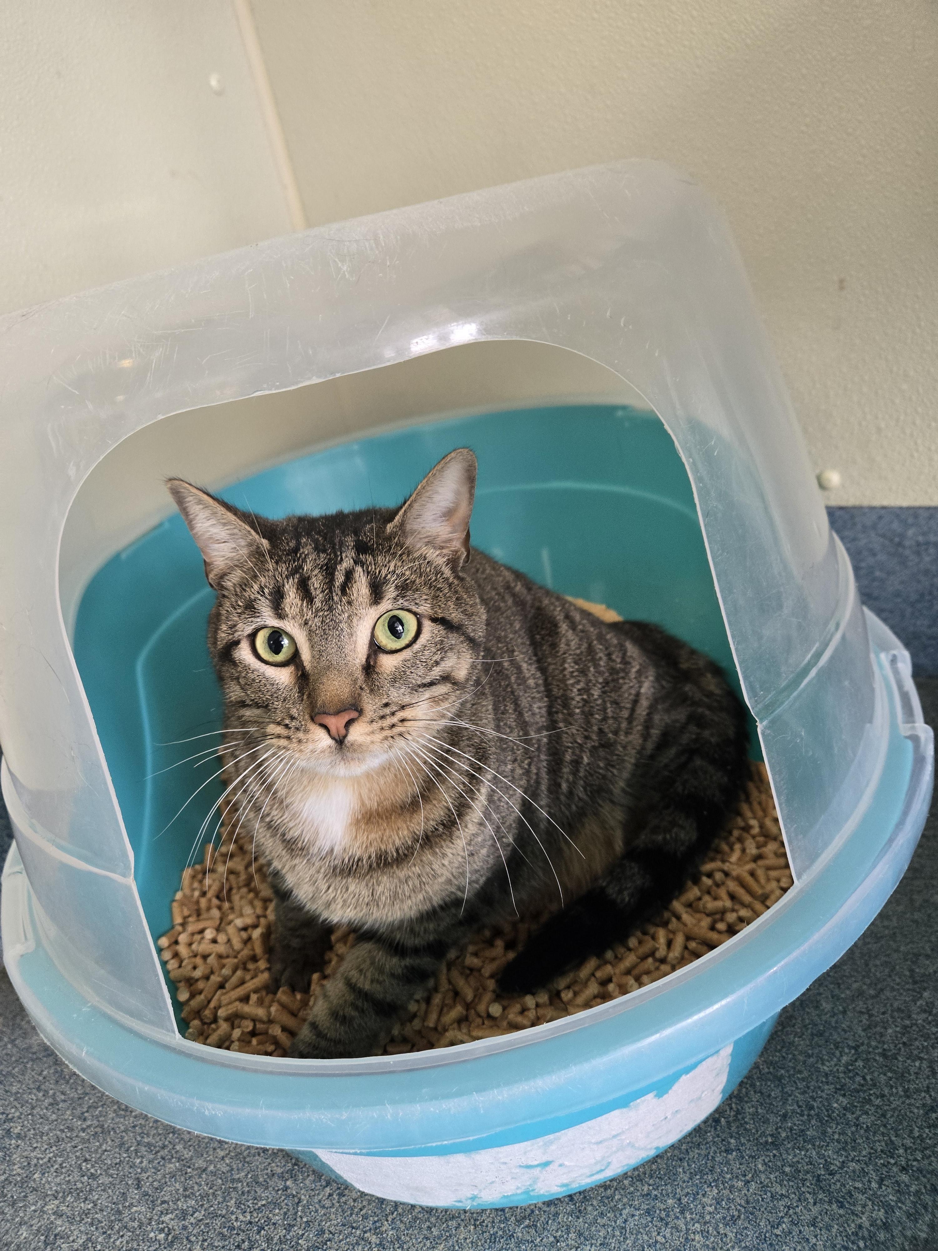 Enlarge Shortround, a ADOPTABLE Domestic Short Hair in Suffolk, VA image 4/4