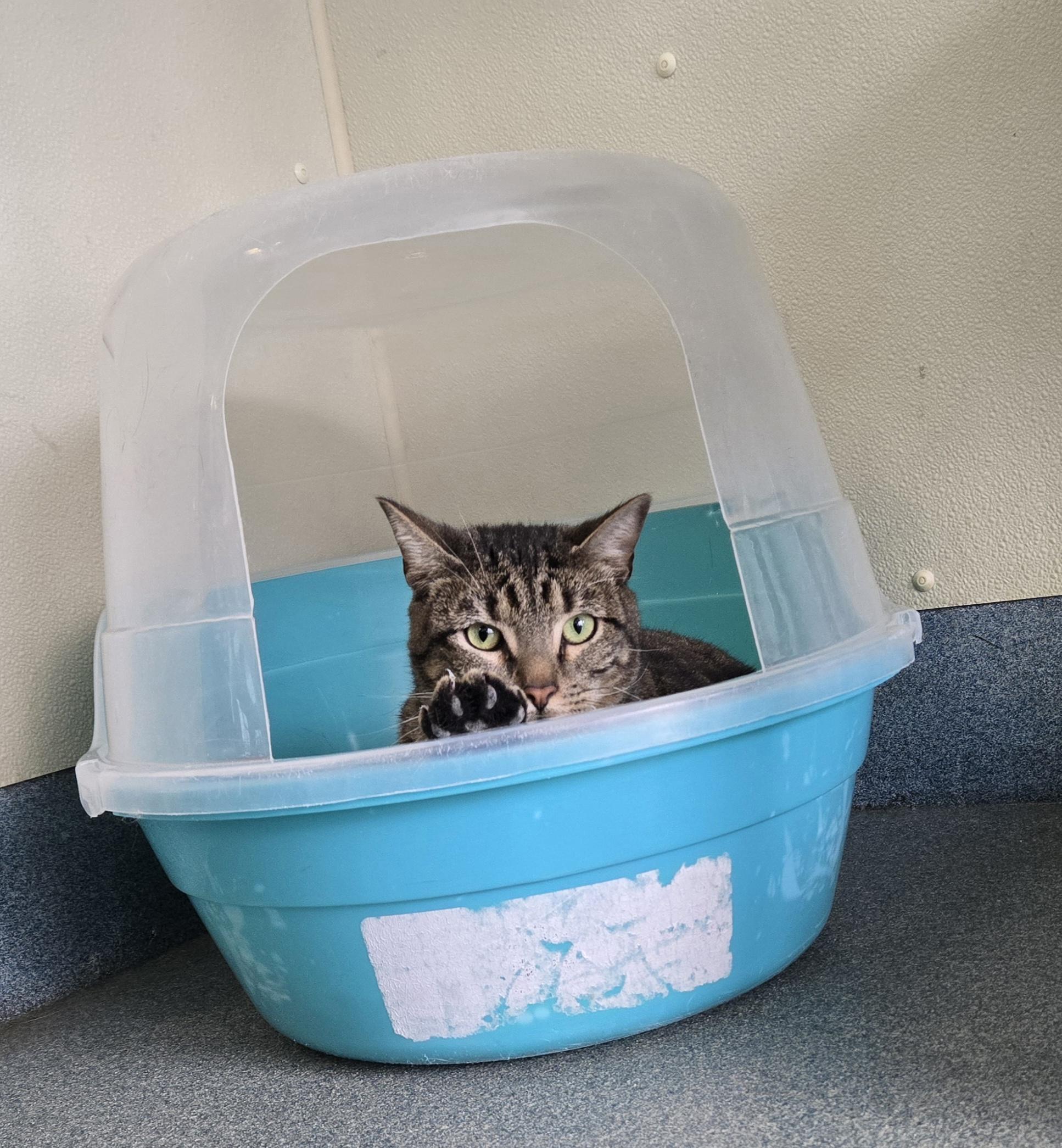 Shortround, ADOPTABLE, Adult Male Domestic Short Hair.