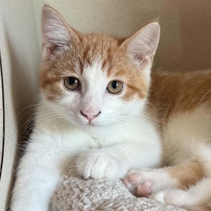Sunny 260612, Adopted, Kitten Male Domestic Short Hair.