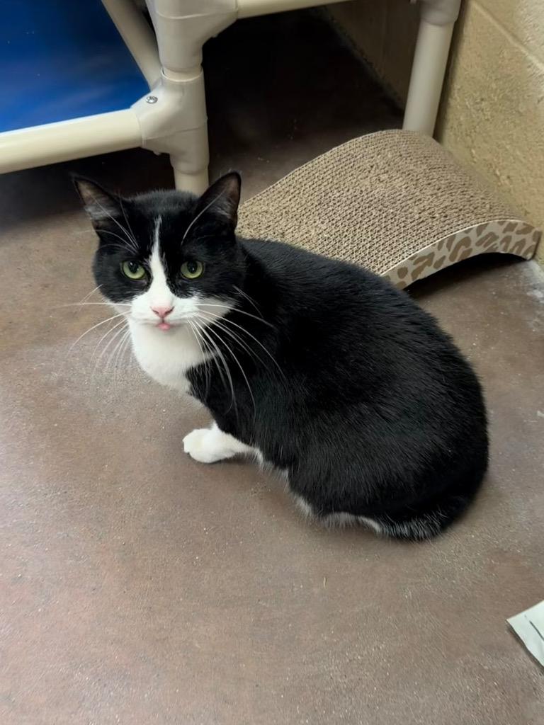 Enlarge Broccolini, a Adoptable mixed breed in Cincinnati, OH image 1/6