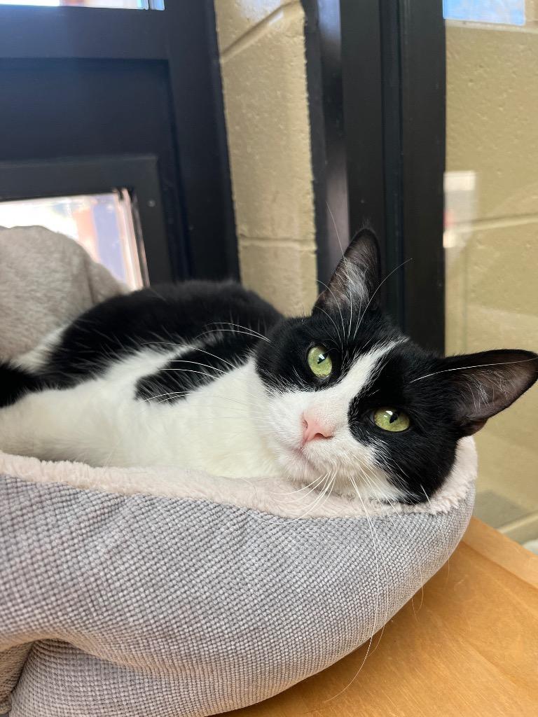 Enlarge Broccolini, a Adoptable mixed breed in Cincinnati, OH image 2/6