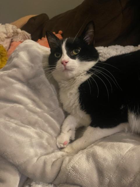 Enlarge Broccolini, a Adoptable mixed breed in Cincinnati, OH image 3/6