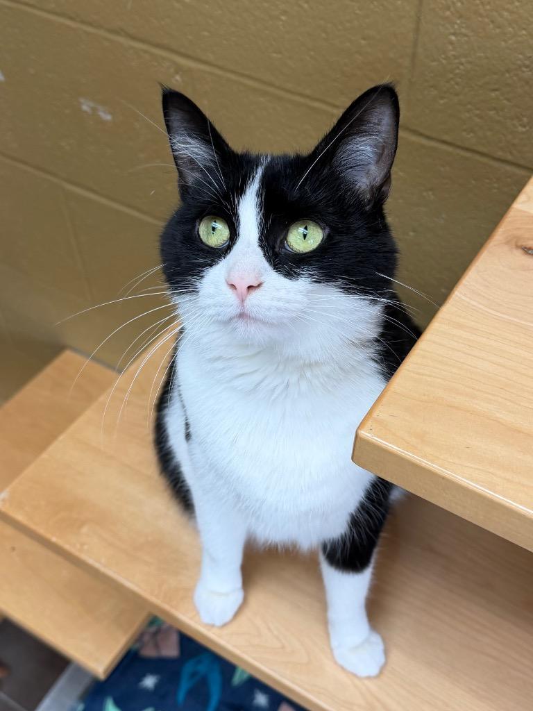 Enlarge Broccolini, a Adoptable mixed breed in Cincinnati, OH image 4/6