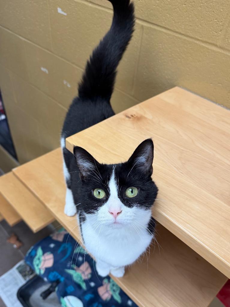 Enlarge Broccolini, a Adoptable mixed breed in Cincinnati, OH image 5/6