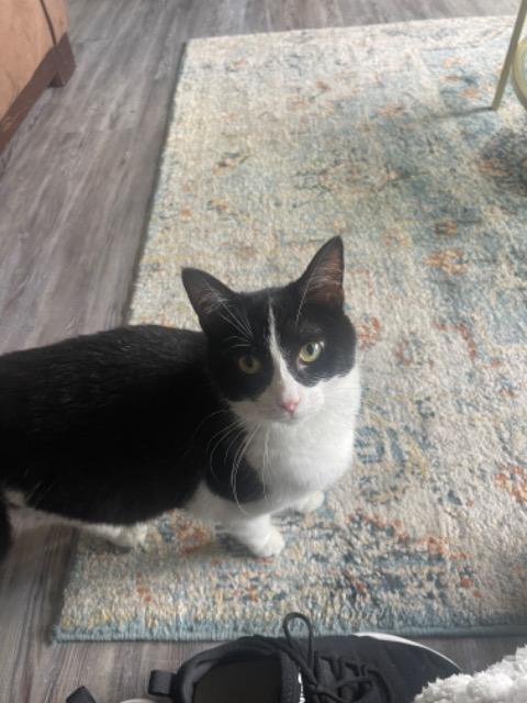 Enlarge Broccolini, a Adoptable mixed breed in Cincinnati, OH image 6/6