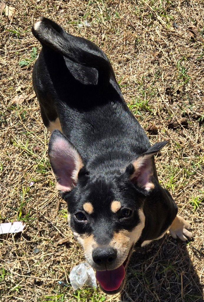 Baby Girl, Adoptable, Young Female Labrador Retriever & Spaniel.