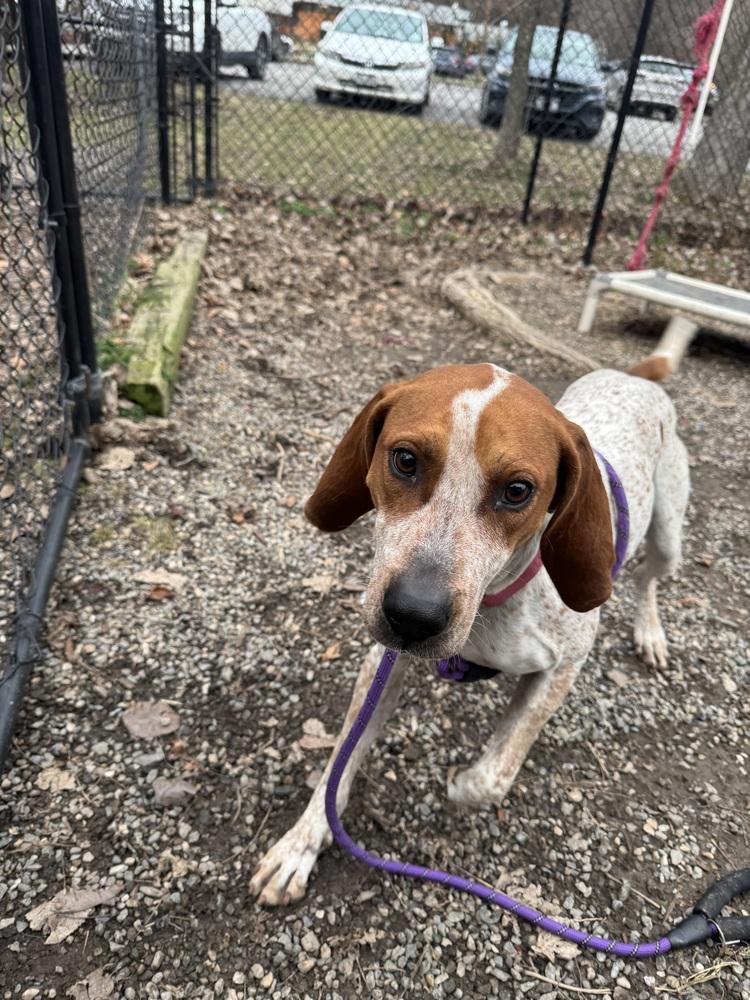 Maple Syrup thumbnail 2