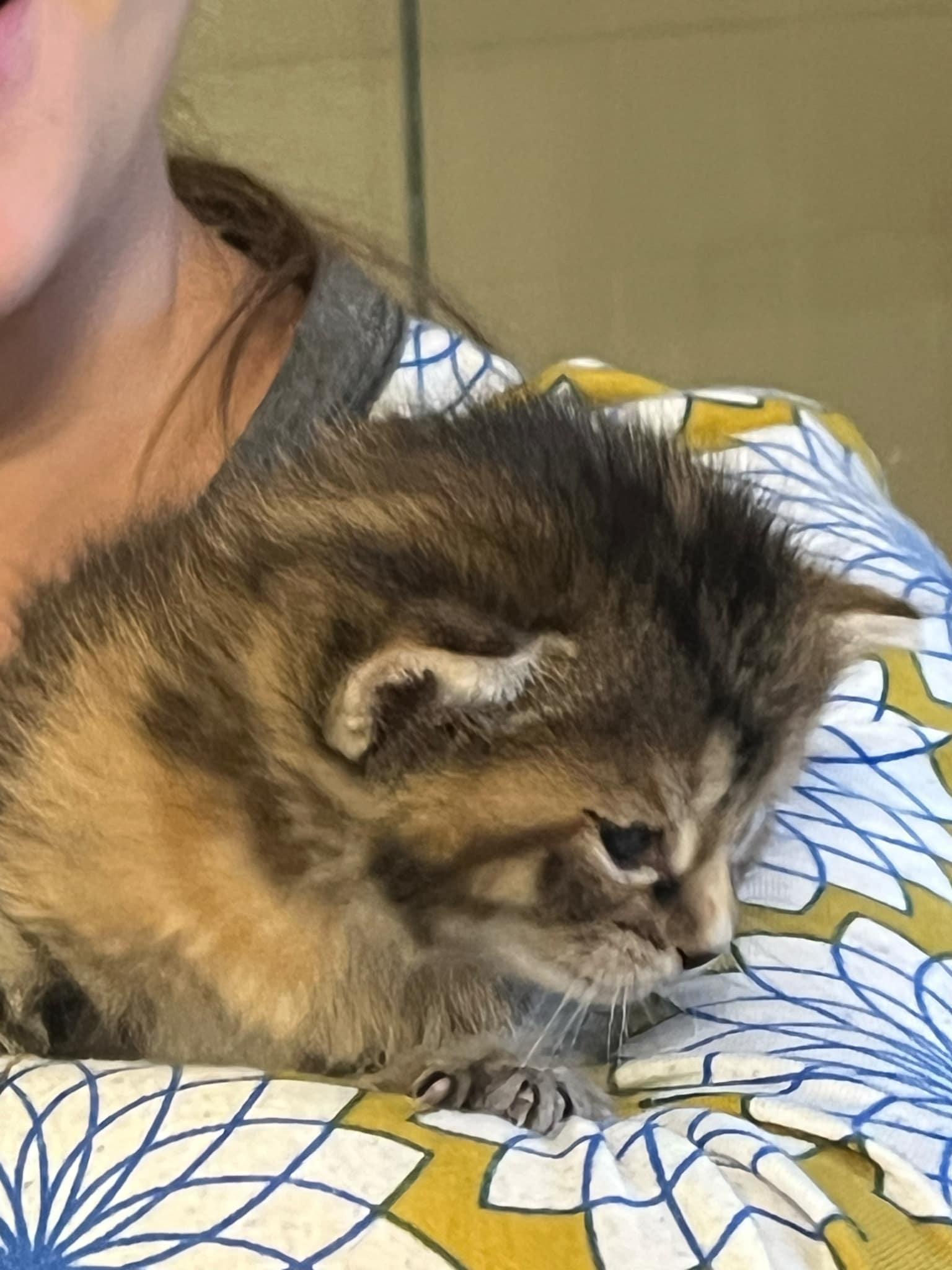 Bluette, Adopted, Kitten Female Domestic Short Hair.