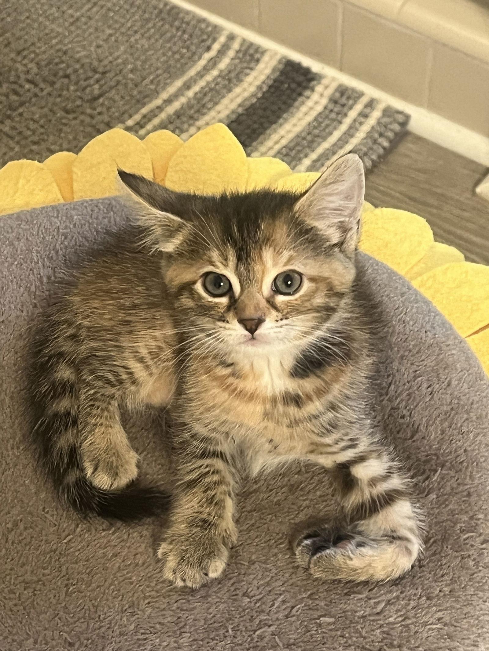 Bluette, a Adopted Domestic Short Hair in Alpharetta, GA image 2/3