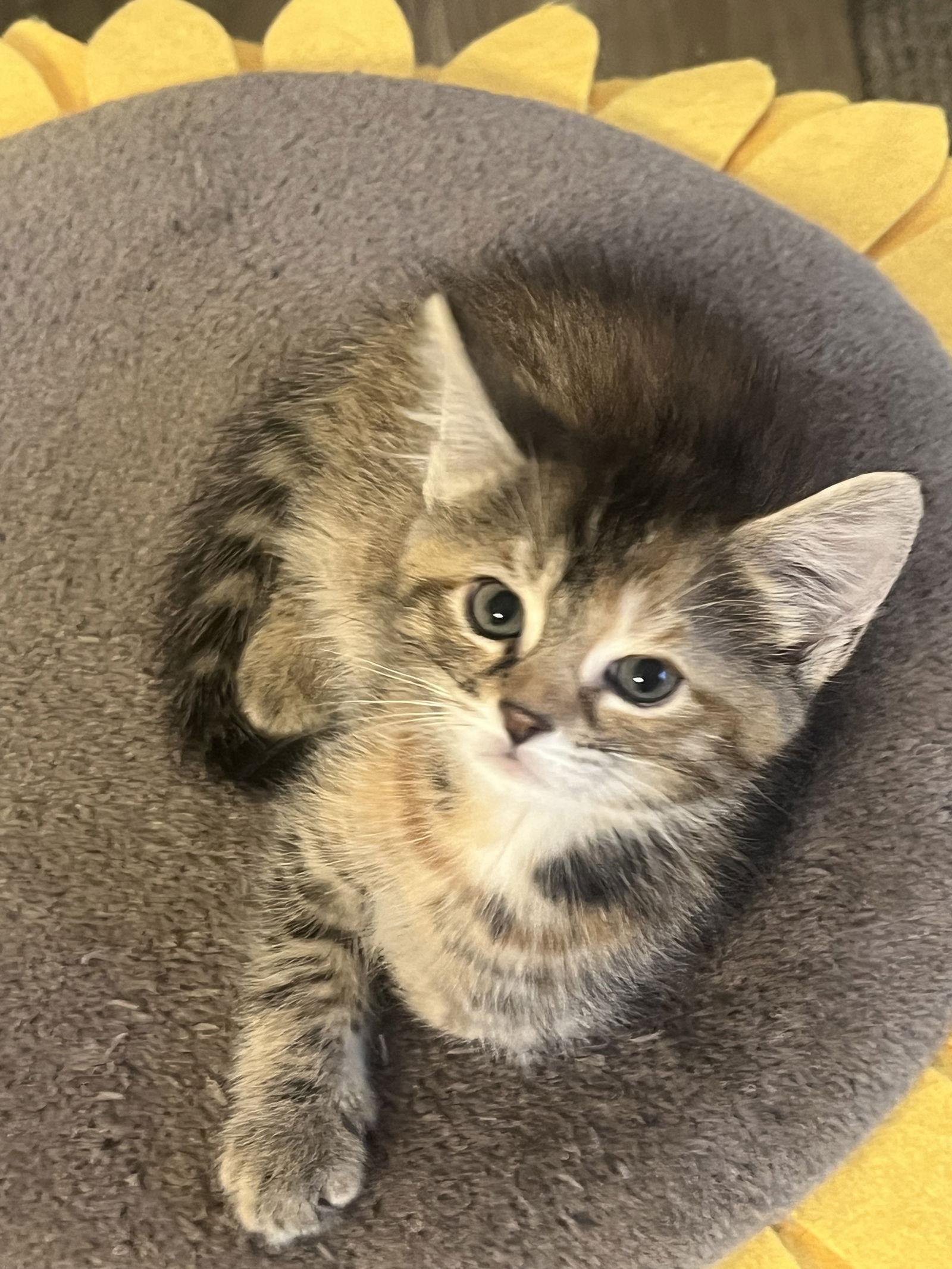 Bluette, a Adopted Domestic Short Hair in Alpharetta, GA image 3/3