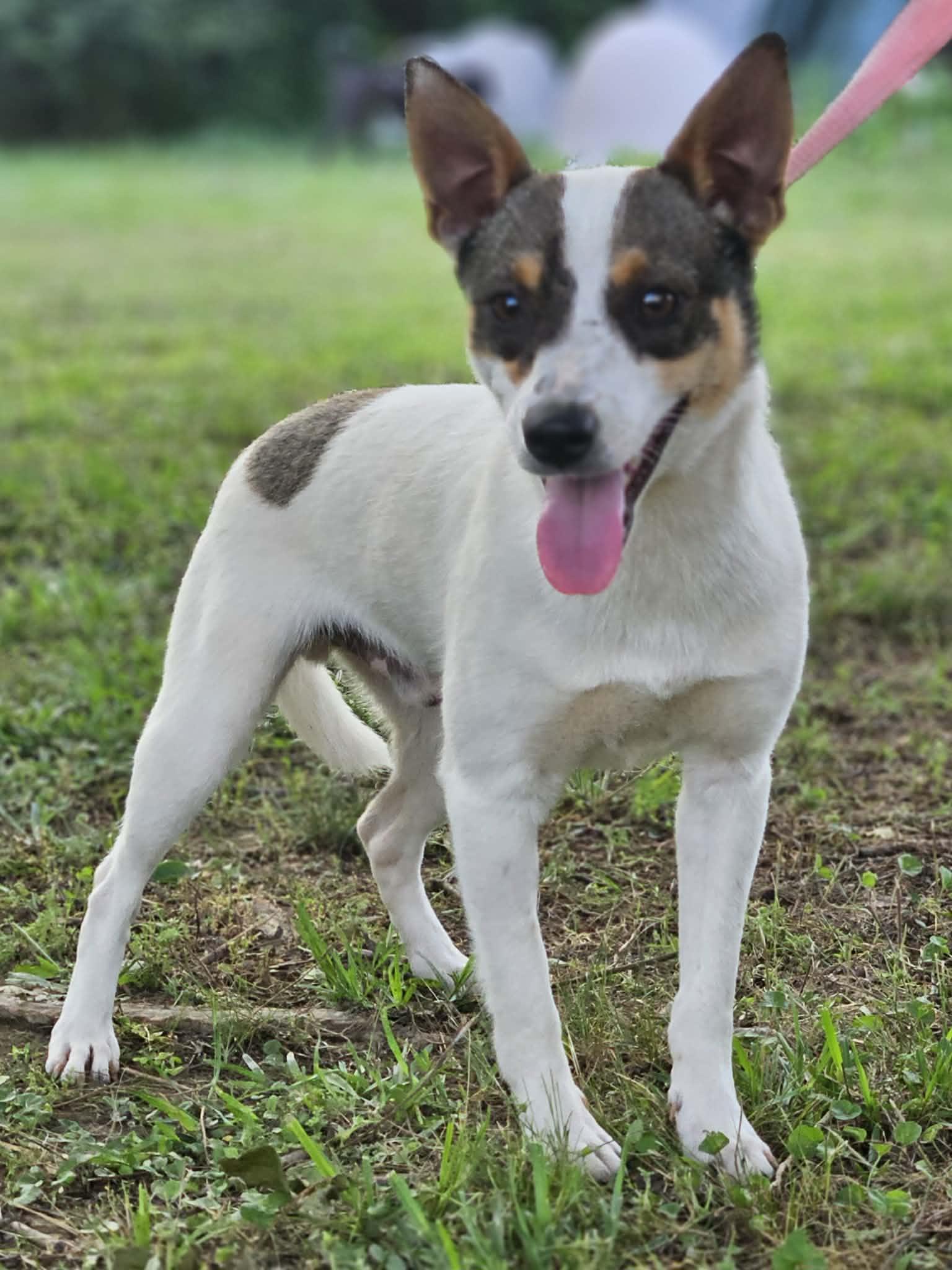 Enlarge Manook in LA, a Adoptable Mixed Breed in Cranston, RI image 1/3