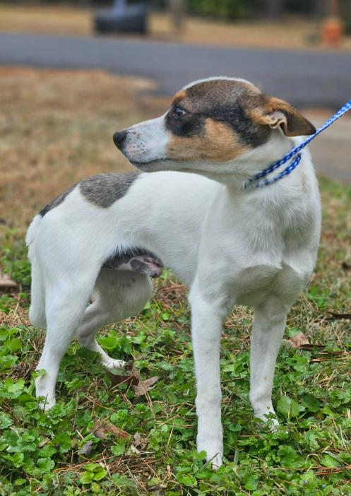 Manook in LA, Adoptable, Young Male Mixed Breed.