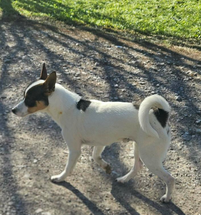 Enlarge Manook in LA, a Adoptable Mixed Breed in Cranston, RI image 2/2