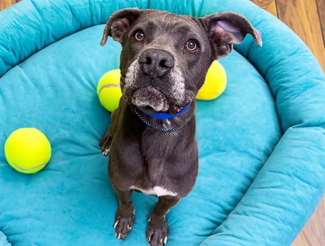 HUCK, Adoptable, Adult Male American Staffordshire Terrier & Mixed Breed.