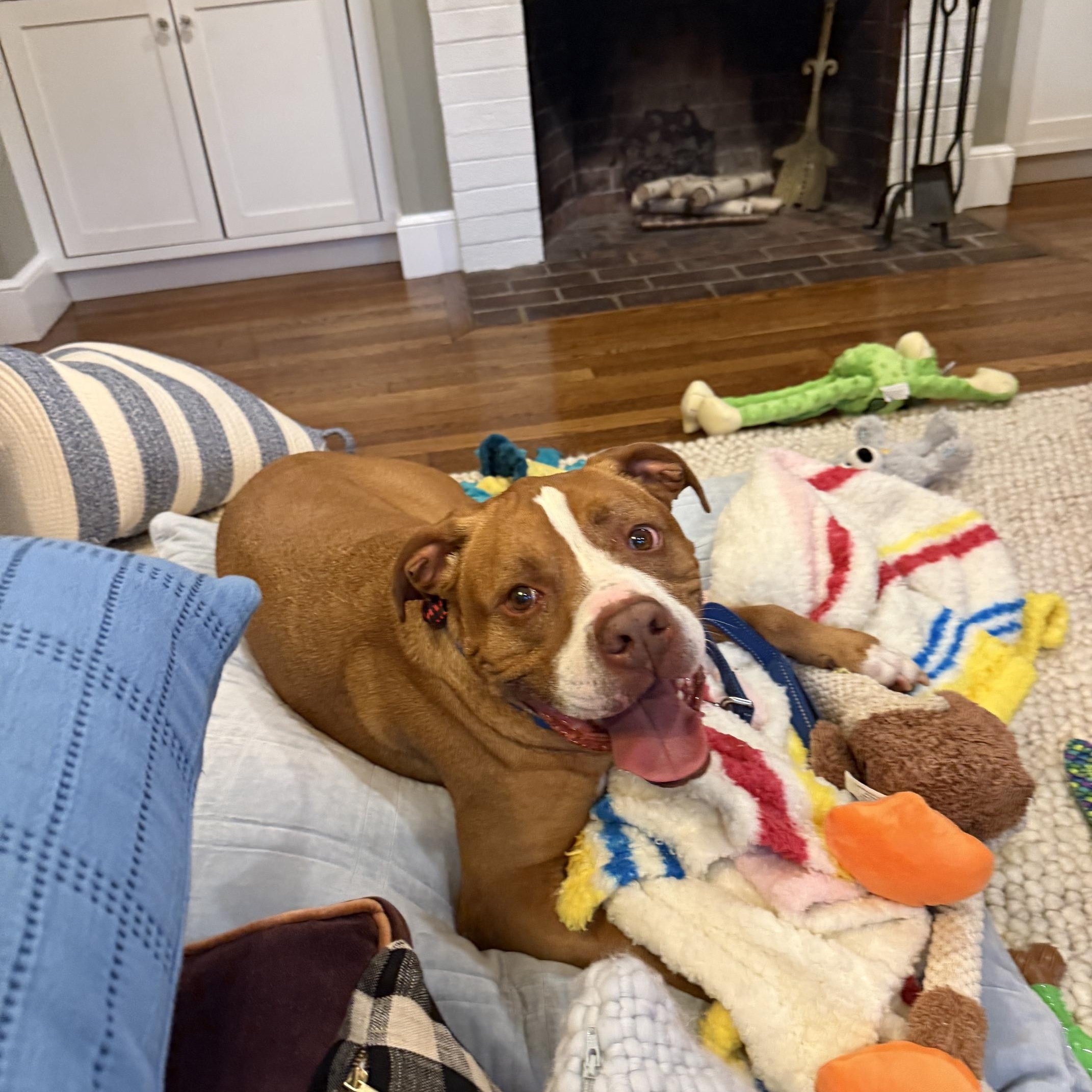Tanner, a ADOPTABLE mixed breed in Weare, NH image 2/6