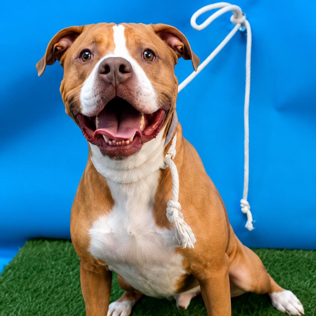 Tanner, ADOPTABLE, Adult Male Terrier.