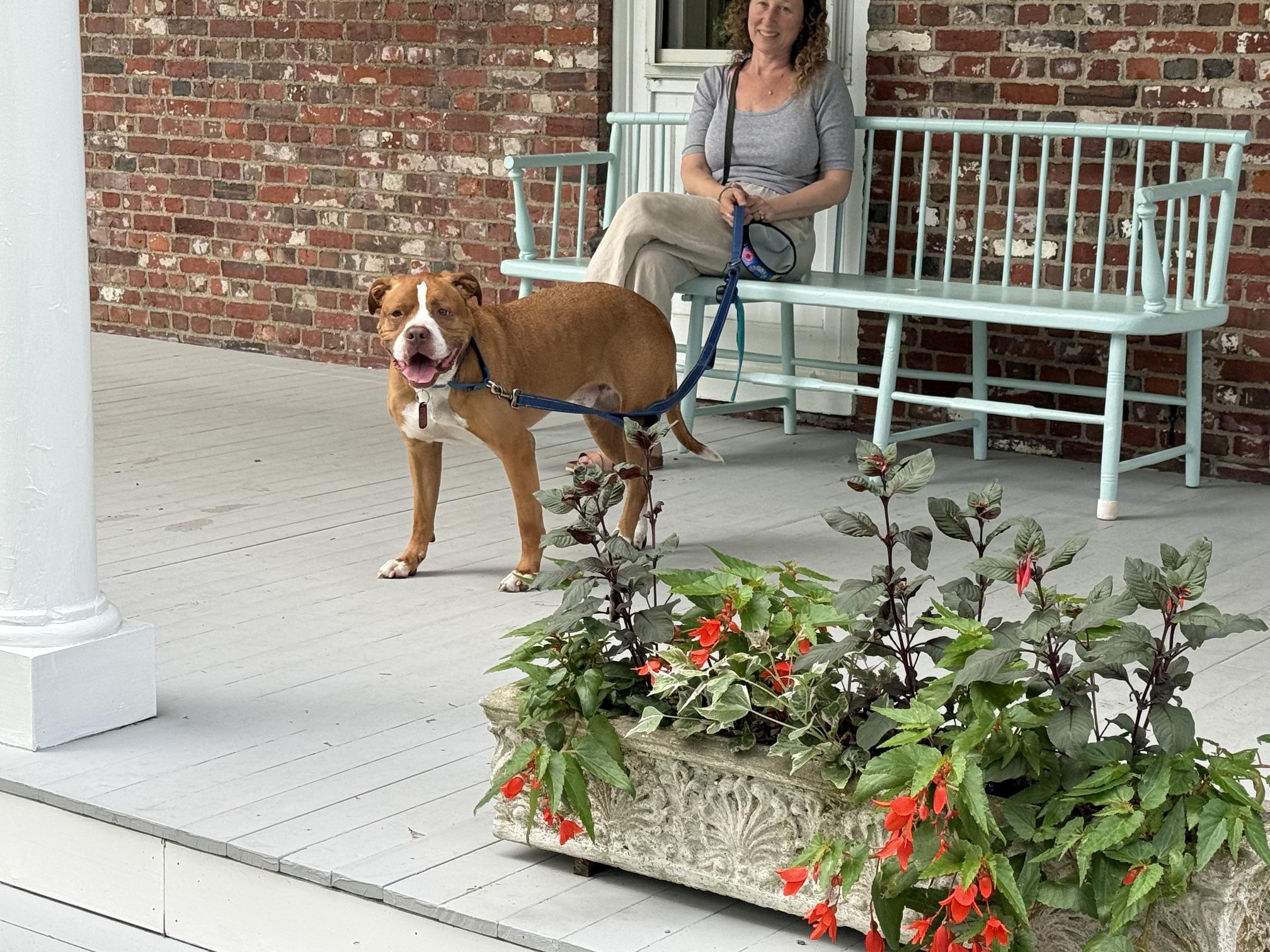 Tanner, a ADOPTABLE mixed breed in Weare, NH image 5/6