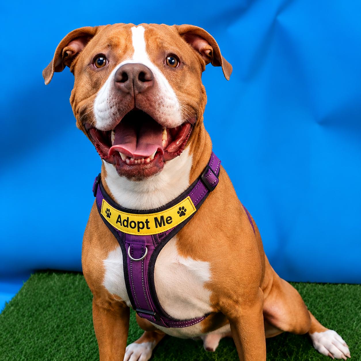 Tanner, ADOPTABLE, Adult Male Terrier.
