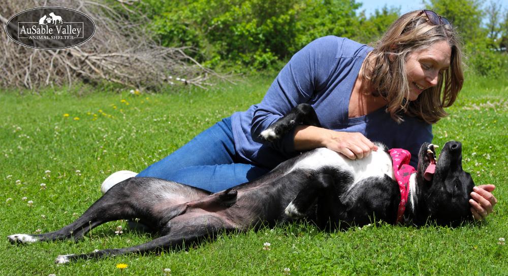 Gator, a ADOPTABLE mixed breed in Grayling, MI image 6/6