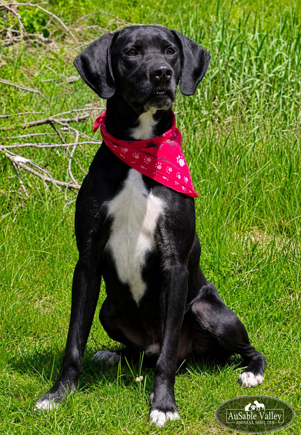 Gator, a ADOPTABLE mixed breed in Grayling, MI image 2/6