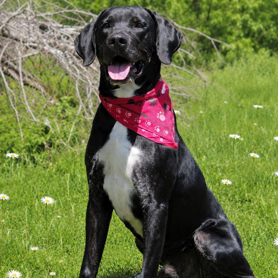 Gator, ADOPTABLE, Adult Male Mixed Breed.