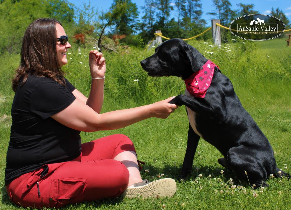 Gator, a ADOPTABLE mixed breed in Grayling, MI image 4/6