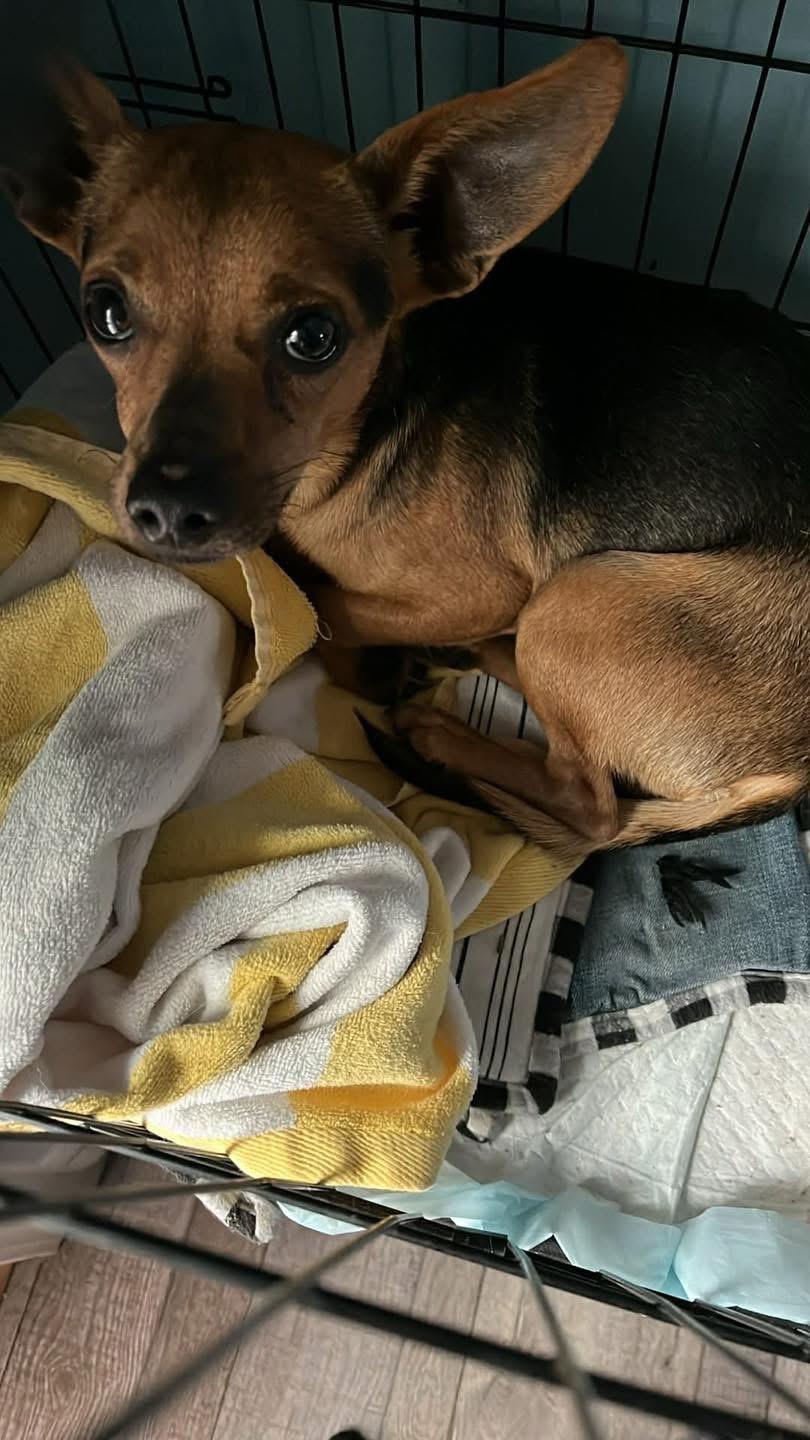 Georgie, ADOPTABLE, Adult Male Chihuahua.