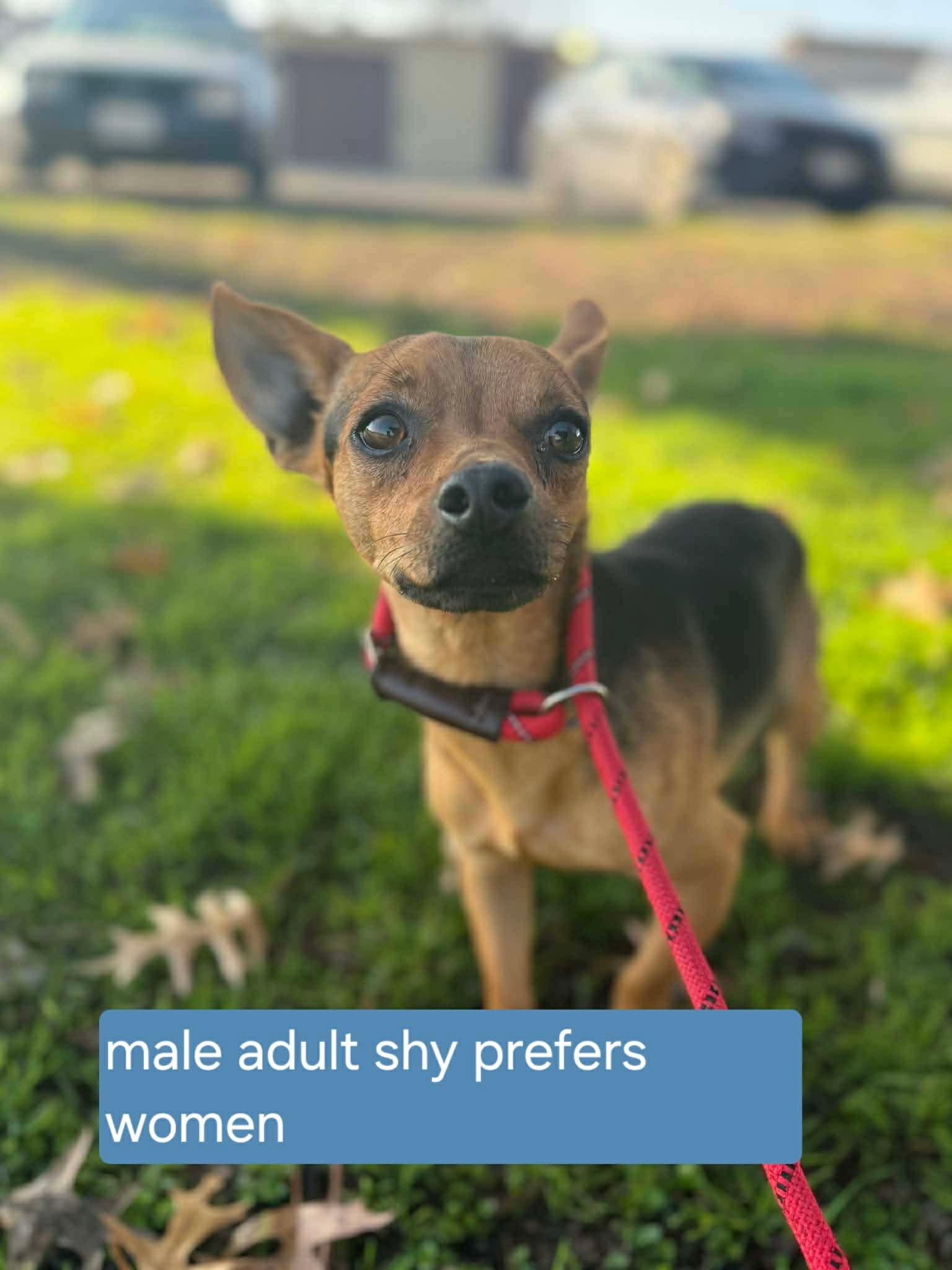 Enlarge Georgie, a ADOPTABLE mixed breed in Eugene, OR image 4/4