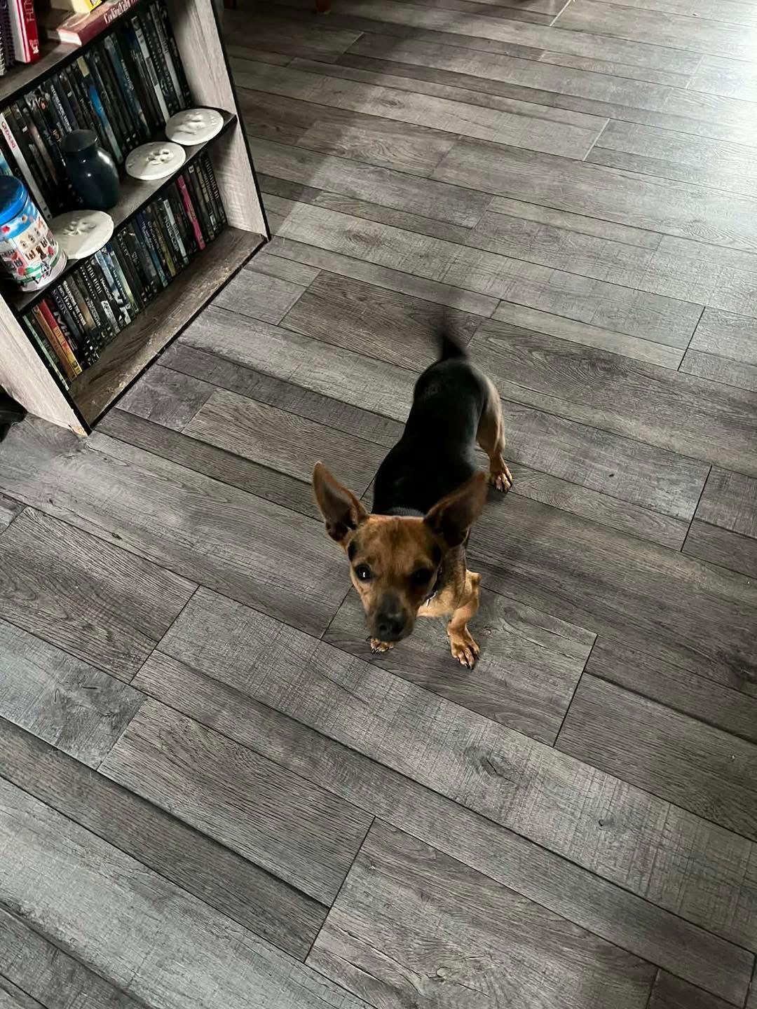 Enlarge Georgie, a ADOPTABLE mixed breed in Eugene, OR image 2/4